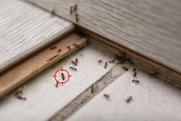 Best Pest Control for Businesses  in Grill, PA