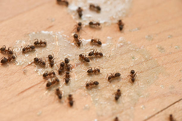 Wasp Removal Services in Grill, PA